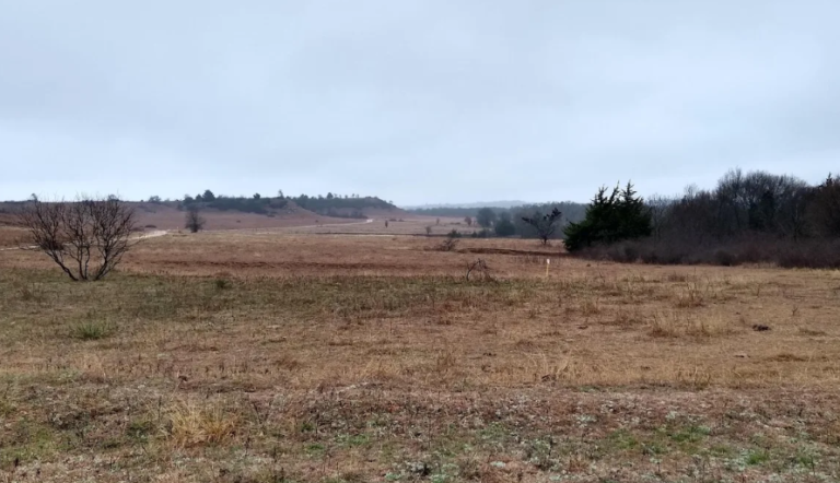 WiseCountyTX 1 768x442
